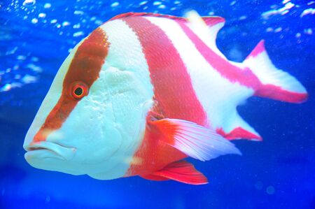 underwater fishの写真素材