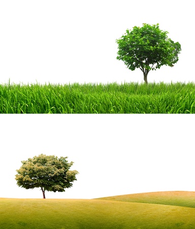 Green field with green grass in sesonal isolated on white backgroundの写真素材