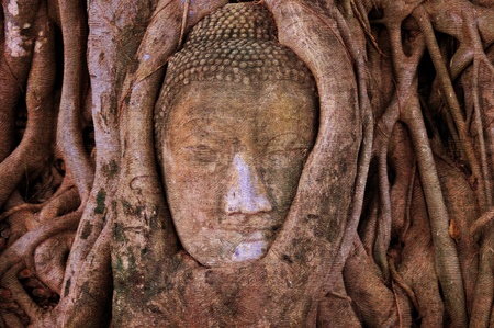 Head of buddha embeded in the root of tree on vintage texture paperの写真素材