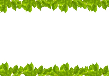 green fresh leaves frame