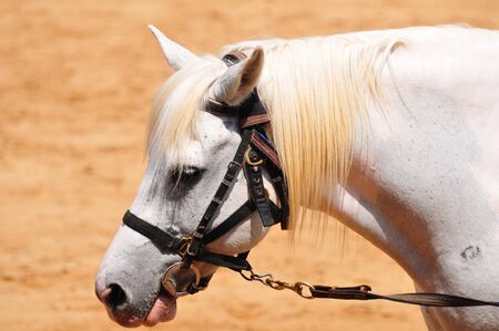 White Horse head