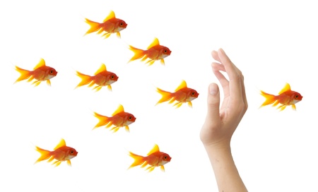 goldfish leader on white background, unique and diffrent business conceptの写真素材