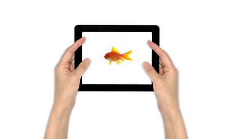 goldfish leader on white background, unique and diffrent business conceptの写真素材