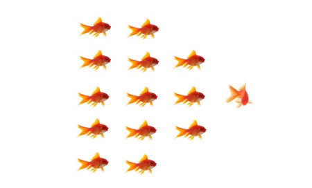 goldfish leader on white background, unique and diffrent business conceptの写真素材