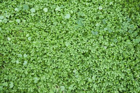 Green pattern background