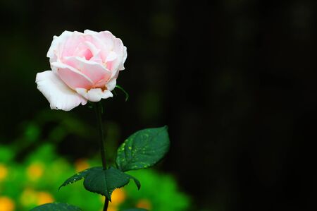 White roseの写真素材