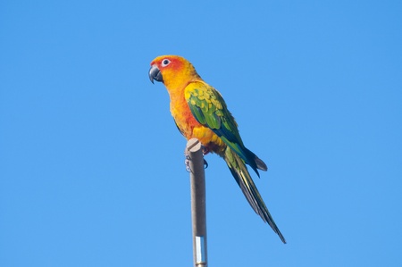 Colorful parrot with blue skyの写真素材