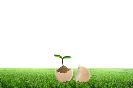 Business growth concept with ypoung plant and soil on white background