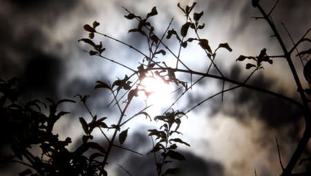 Cloudy moonlight and leaves