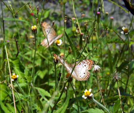 Beautiful butterflies Among the garden flowersの写真素材