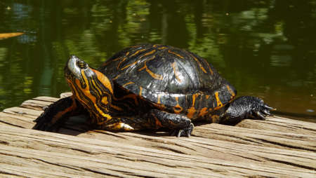 Beautiful tortoise relaxing on the sun botanical gardenの写真素材