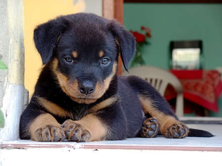 Beautiful Rottweiler puppy relaxingの写真素材