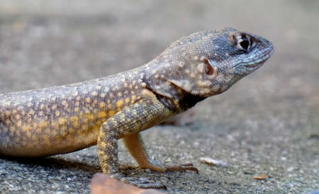 Yellow belly gecko restingの写真素材