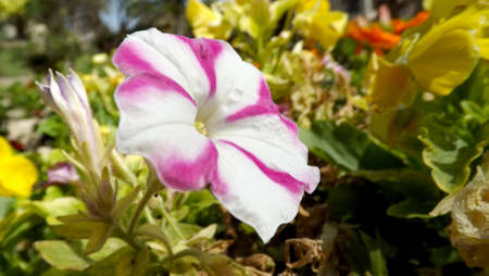 Close-up flower beaultifulの写真素材