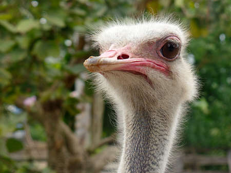 Curious ostrich head looking aroundの写真素材
