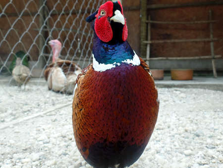 Beautiful pheasant in the farmの写真素材