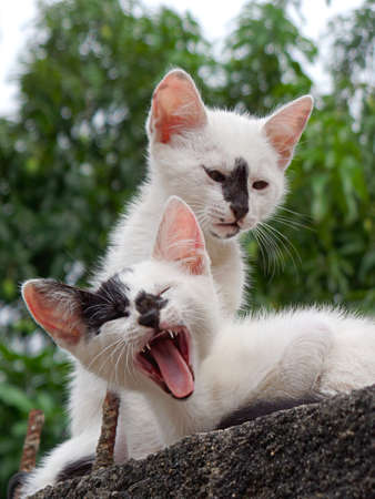Two little cats resting over the wallの写真素材