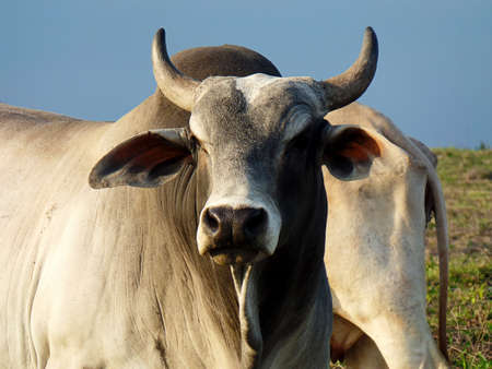 Angry Bull looking around on the fieldの写真素材