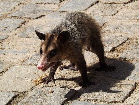 Angry Virginia Opossum walking on the groundの写真素材