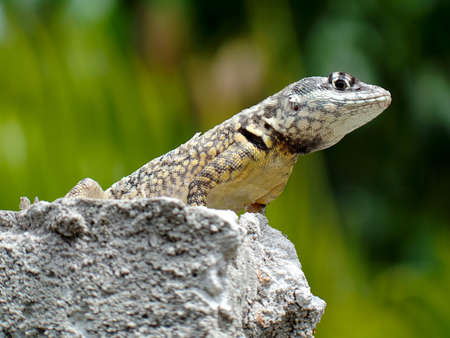 Beautiful gecko standing over the wallの写真素材