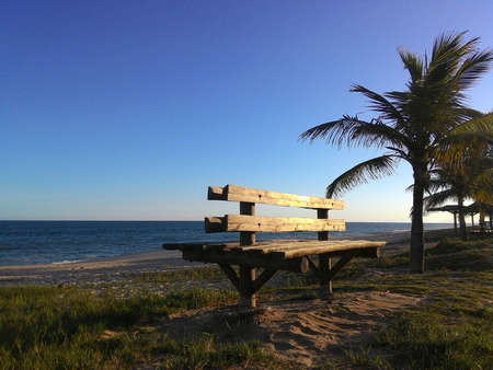 Bench and palm tree on the beachの写真素材