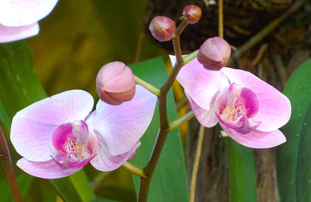 Pink Phalaenopsis Orchidaceae in the gardenの写真素材