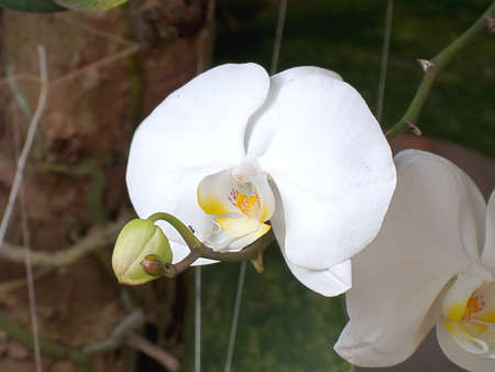 White Orchidaceae Phalaenopsis amabilis in the gardenの写真素材