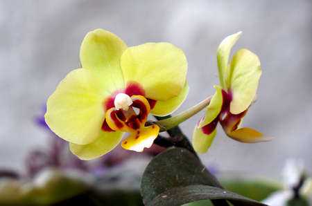 Yellow Phalaenopsis Orchidaceae in the gardenの写真素材