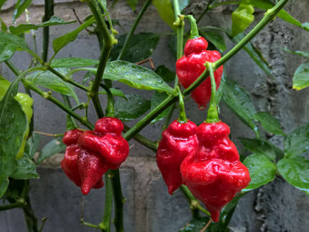 Beautiful wet red pepperの写真素材