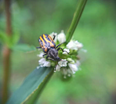 little macro beetle over the flowerの写真素材