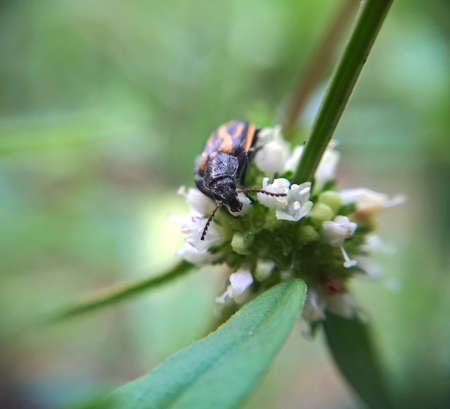 little macro beetle over the flowerの写真素材