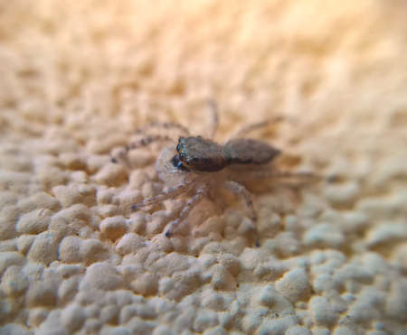 Small spider in the wall macro