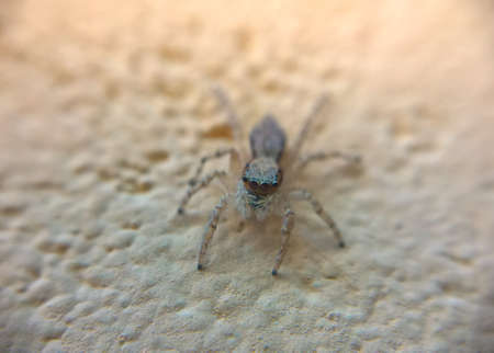 Small spider in the wall macroの写真素材