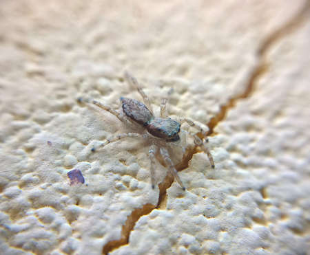 Small spider in the wall macroの写真素材