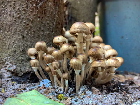 Wild mushroom in the gardenの写真素材