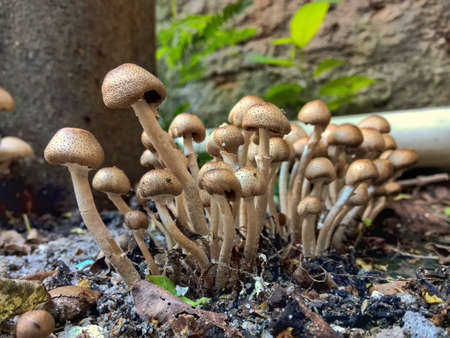 Wild mushroom in the gardenの写真素材