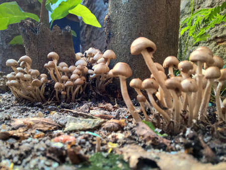 Wild mushroom in the gardenの写真素材