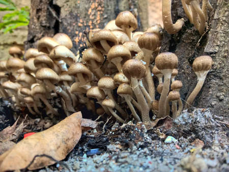 Wild mushroom in the gardenの写真素材