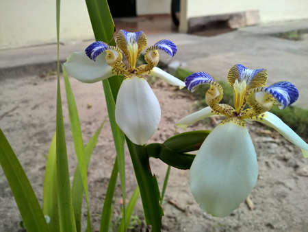 Brazilian Neomarica Candida flower in the garden.の写真素材