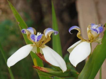 Brazilian Neomarica Candida flower in the garden.の写真素材