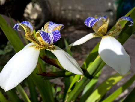 Brazilian Neomarica Candida flower in the garden.の写真素材