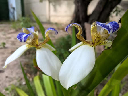 Brazilian Neomarica Candida flower in the garden.の写真素材