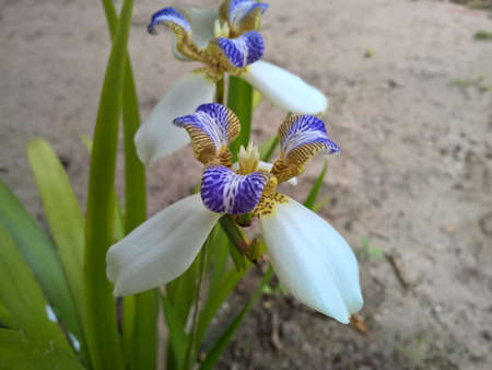 Brazilian Neomarica Candida flower in the garden.の写真素材