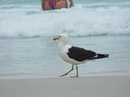 Seagull stand on the sand, Prainhas do Pontal beach, Arraial do Cabo.の写真素材