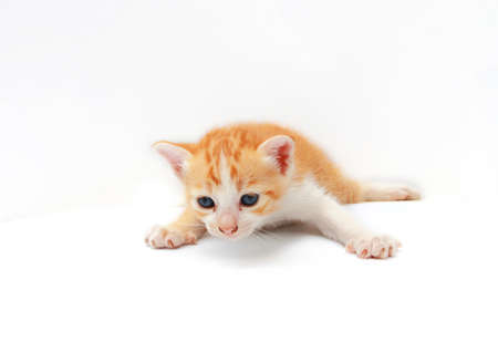 Cute orange kitten on white backgroundの写真素材