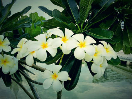 Flowers are white and beautyの素材