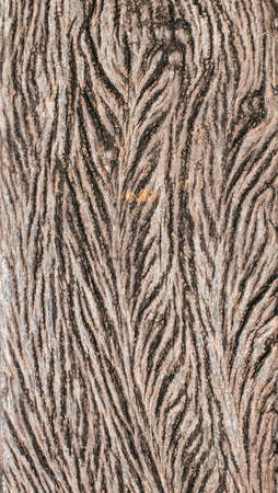 Texture wood same leaf.の写真素材