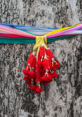 respective of Thailand for big old tree,by color robe.の写真素材