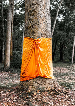 respective of Thailand for big old tree,by color robe.の写真素材
