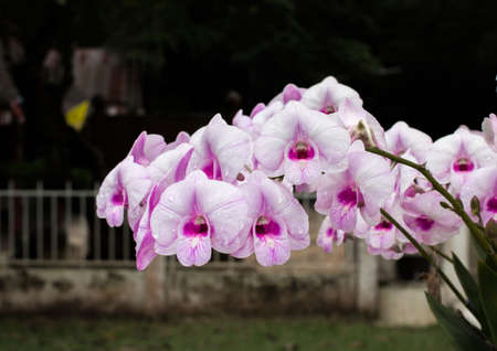 Flower orchids are beautiful in Thailandの写真素材
